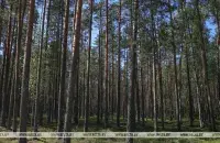 Дождливую погоду прогнозируют в Беларуси / БЕЛТА​