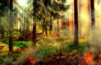 Лясны пажар / Ілюстрацыйнае фота pixabay.com
