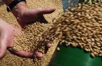 Беларусь вельмі хоча мець дачыненне да збожжавай здзелкі
