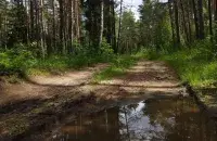 У лесе пасля дажджу / З архіва Еўрарадыё