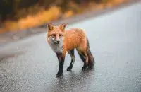 Што здарылася?
