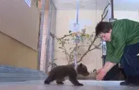 Медзведзяня
