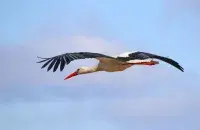 У Беларусь вярнуліся белыя буслы
