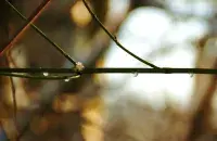 Першыя выходныя сакавіка будуць па-вясноваму цёплыя

