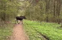 Скрыншот з відэа


&nbsp;


