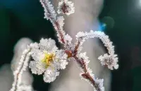 Замаразкі, ілюстрацыйнае фота
