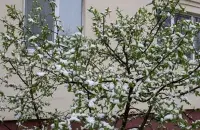 У красавіку ў Беларусі
