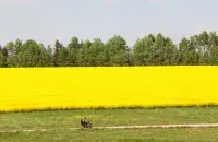 У траўні ў Беларусі
