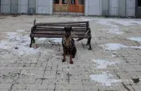 Даберман Магнус на архіўным здымку з Бахмута
