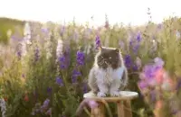 Травень, ілюстрацыйнае фота
