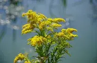 Залатарнік актыўна прыгнятае беларускі раслінны свет

