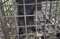 Злоўлены воўк
