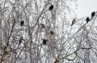 Птушкі ў снежні
