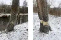 Ствалы дрэў абмотваюць металічнай сеткай
