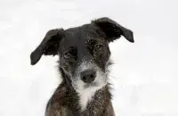 Сабака, фота ілюстрацыйнае
