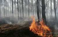 Лясны пажар
