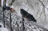 Надвор'е ў Беларусі
