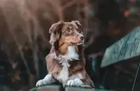 Сабака на лаўцы
