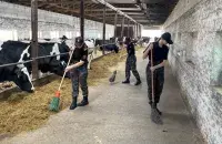Жабінкаўскія школьнікі на ферме
