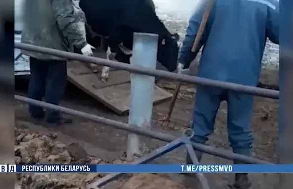 Скрыншот відэа з крадзенымі каровамі / МУС
