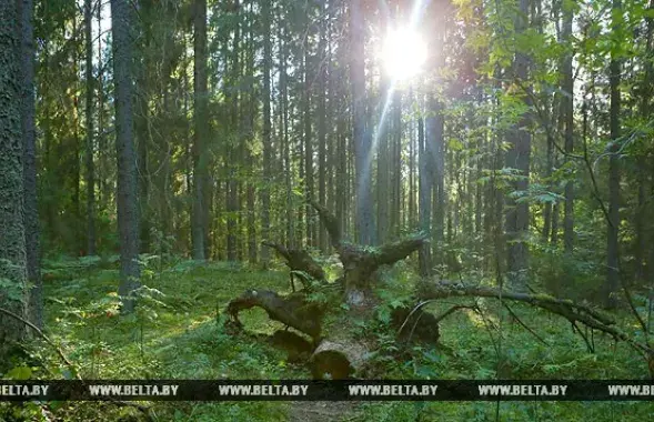 Фото: БЕЛТА