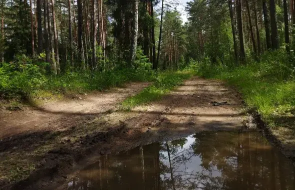 Лес после дождя / Из архива Еврорадио
