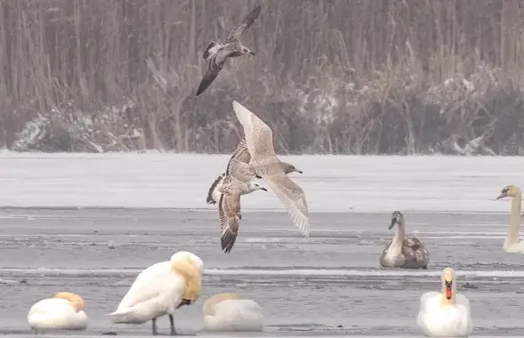 Календарная зима приближается / t.me/wildlifebelarus
