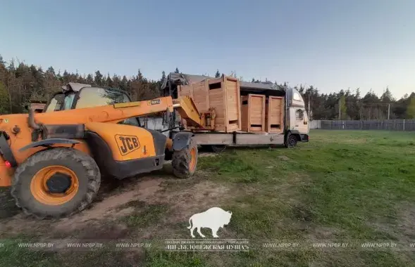 Зубры в деревянных контейнерах загружаются на прицеп для перевозки&nbsp;/&nbsp;npbp.by