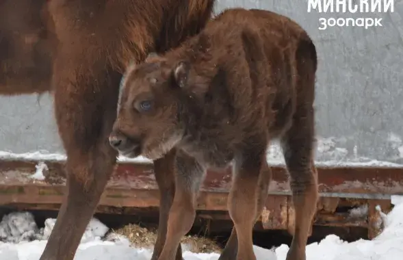 Зубрёнок родился в Минском зоопарке / minskzoo.by
