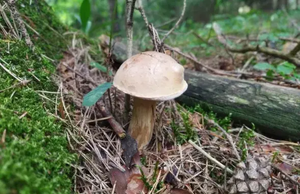 В лесу в июле / из архива Еврорадио
