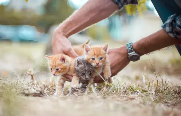 Трое из четырех котят погибли / Иллюстрационное фото pixabay.com
