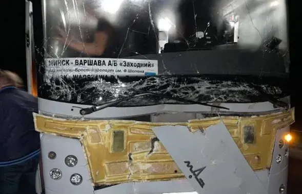 Аўтобус збіў лася пад Баранавічамі / nashkraj.by
