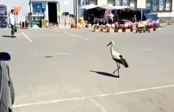Скриншот из видео