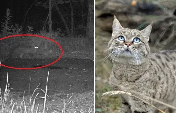 A forest wildcat in Belarus' Chernobyl exclusion zone.