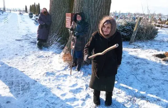 Пинские пенсионерки защищают 300-летние дубы на деревенском кладбище / media-polesye.by​