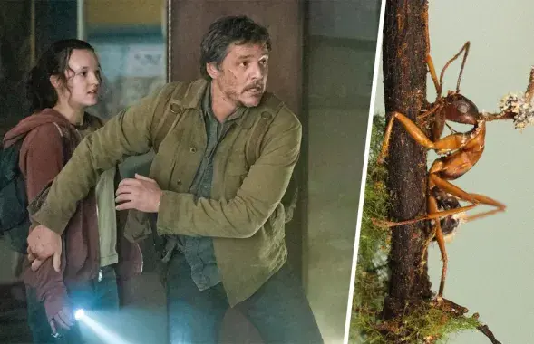 Грыбок-зомбі існуе не толькі ў гульні і серыяле HBO / калаж Еўрарадыё
