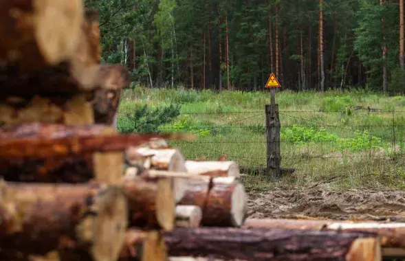Древесина из загрязненной зоны Наровлянского района.&nbsp;Скоро она станет ценным "кругляком".
