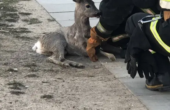 Косуля в Уручье / Фото из соцсетей​