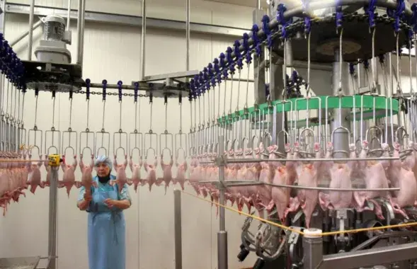 В цеху Витебской бройлерной птицефабрики /produkt.by
