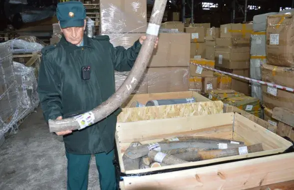 Біўні мамантаў не даехалі ў Беларусь / ctu.customs.gov.ru
