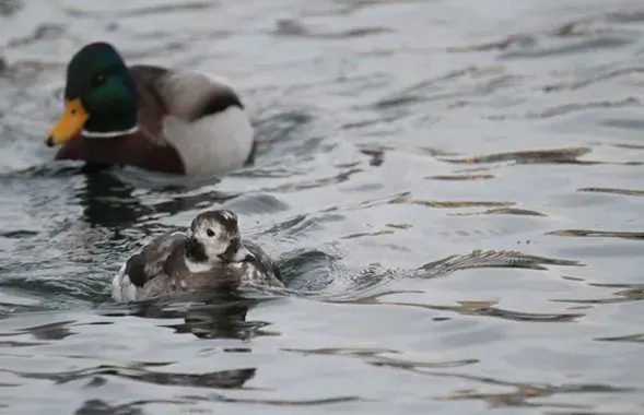 facebook.com/APB.BirdLife.Belarus
