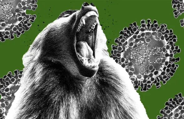 Воспа малпаў нясе сур'ёзную пагрозу? / The Daily Beast