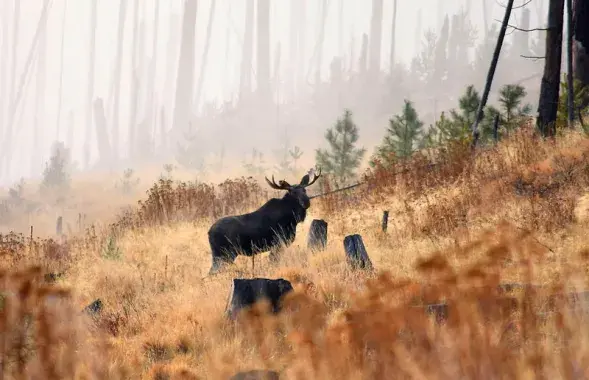 Охотник думал, что стрелял в лося / иллюстративное фото&nbsp;huntland.ru
