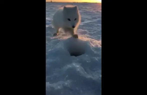 Фото: скриншот с видео.