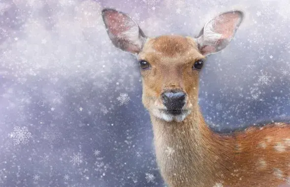 Косуля / Иллюстративное фото pixabay.com