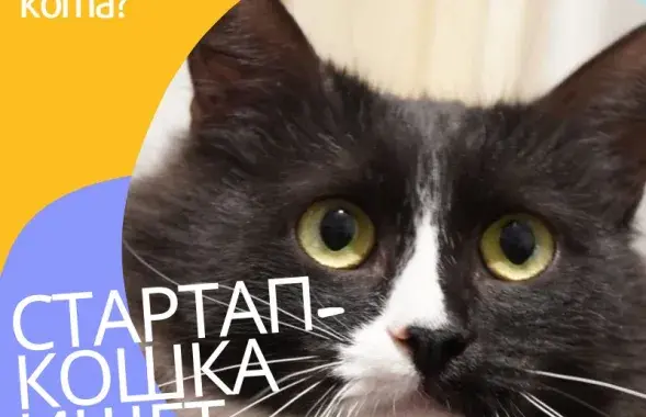 "Стартап-котка" / www.facebook.com/ilivealex