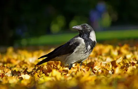 Фото: pixabay.com