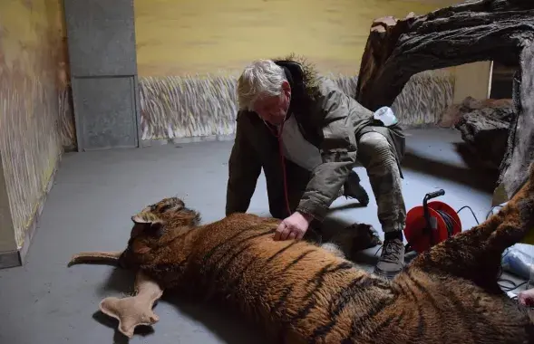 Jarosław Przybylski and one of the saved tigers&nbsp;/ Zoo Poznań