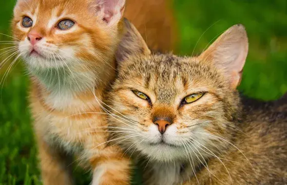 Коты, иллюстративное фото
