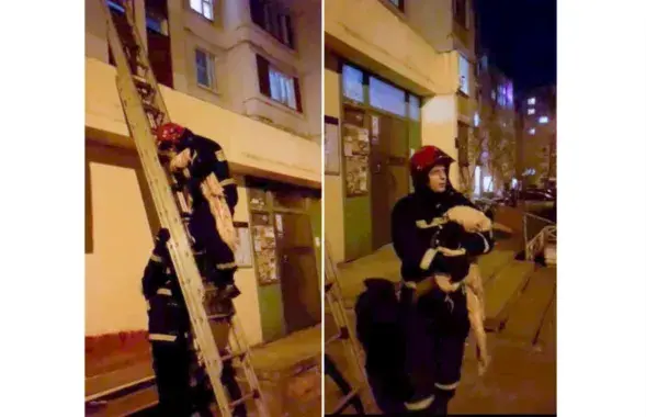 Спасатели сняли с козырька подъезда белого павлина
